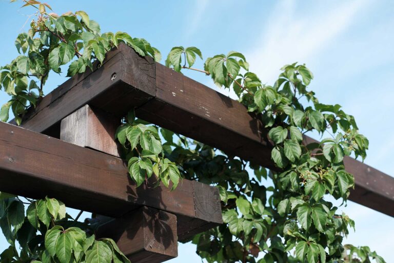 Wooden Fence with ivy decoration